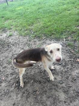 Rhythm -  Dachshund and Mixed Breed Dog for Adoption in Conway, South Carolina - Rhythm | PetCurious
