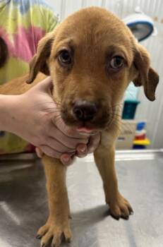 Mixed Breed Dogs Available for Adoption in Hillsdale, Indiana - Bruno | PetCurious