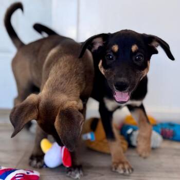 Nina -  Mixed Breed Dog for Adoption in Green Bay, Wisconsin - Nina | PetCurious