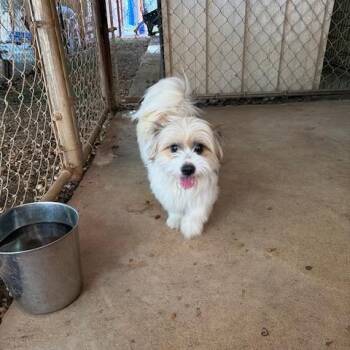 Maltese Dogs Available for Adoption in Enterprise, Alabama - Bandit | PetCurious