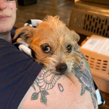 Ducky -  Shih Tzu and Mixed Breed Dog for Adoption in Madison, Wisconsin - Ducky | PetCurious