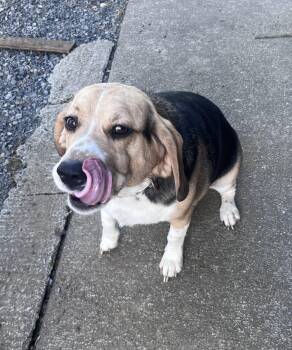 Bowzer -  Beagle Dog for Adoption in Kent, Washington - Bowzer | PetCurious