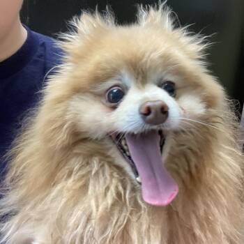 Pomeranian Dogs Available for Adoption in Saint Charles, Missouri - Wall-E | PetCurious