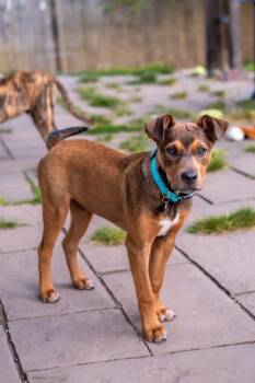 Brownie -  Catahoula Leopard Dog Dog Available for Adoption in Colorado Springs, Colorado - Brownie | PetCurious