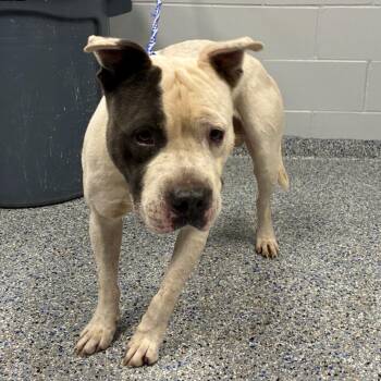 Spooder -  Mixed Breed Dog for Adoption in Greenville, South Carolina - Spooder | PetCurious