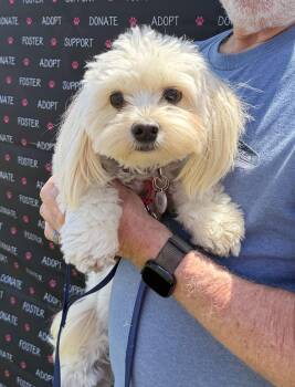 Toby -  Maltese and Miniature Poodle Dog for Adoption in Newport Beach, California - Toby | PetCurious