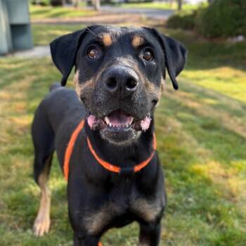 Rescue Rottweiler Dogs for Adoption in Spokane, Washington - Mama | PetCurious