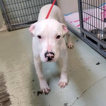 English Bulldog Dogs Available for Adoption - Pop Tart | PetCurious