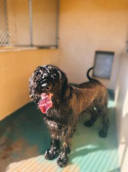 Rescue Labradoodle Dogs for Adoption in Jackson, Mississippi - Chucky | PetCurious
