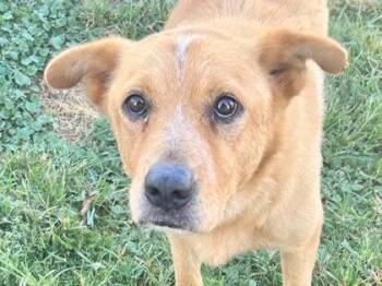 Sandwich -  Mixed Breed Dog for Adoption in Georgetown, Texas - Sandwich | PetCurious
