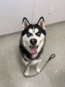 GHOST -  Siberian Husky Dog for Adoption in Loveland, Colorado - GHOST | PetCurious