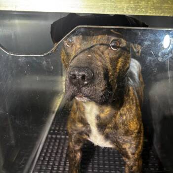 Mixed Breed Dogs Available for Adoption - Forester | PetCurious