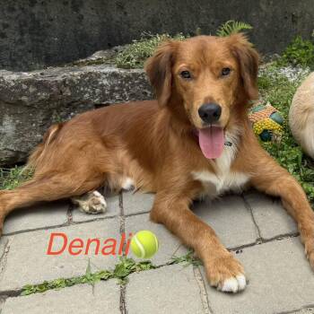 Denali - in NH -  Golden Retriever Dog for Adoption in Waitsfield, Vermont - Denali - In NH | PetCurious