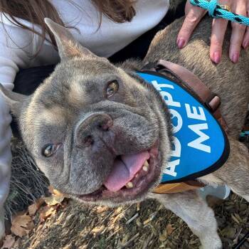 Echo -  French Bulldog Dog for Adoption in Los Angeles, California - Echo | PetCurious