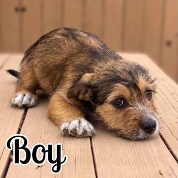 Boy -  Maltese and Pit Bull Terrier Dog for Adoption in Benton City, Washington - Boy | PetCurious