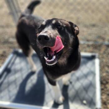 Kenzie -  Shepherd Dog Available for Adoption in North Battleford, Saskatchewan - Kenzie | PetCurious