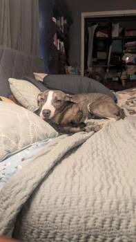 Pit Bull Terrier Dogs Available for Adoption - Lea (156810) (In A Foster Home) | PetCurious