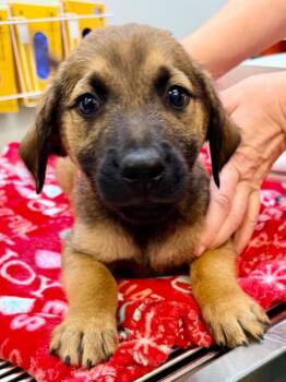Shepherd and Mixed Breed Dogs Available for Adoption - Balthazar | PetCurious