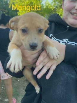 Marigold (AVAILABLE 7/20) -  Shepherd Dog for Adoption in Leverett, Massachusetts - Marigold (AVAILABLE 7/20) | PetCurious