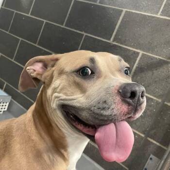Pit Bull Terrier Dogs Available for Adoption in Des Moines, Iowa - Guppy | PetCurious