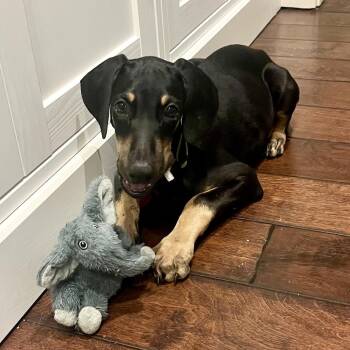 Hazel -  Doberman Pinscher Dog for Adoption in Houston, Texas - Hazel | PetCurious
