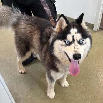 Husky Dogs Available for Adoption - Tundra | PetCurious