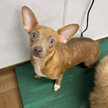Aliene -  Chihuahua and Terrier Dog for Adoption in Beaumont, Texas - Aliene | PetCurious