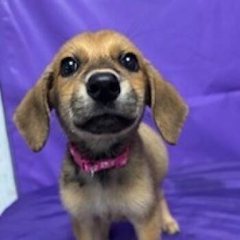 Rescue Beagle Dogs for Adoption in North Myrtle Beach, South Carolina - Miley Fka Inny | PetCurious