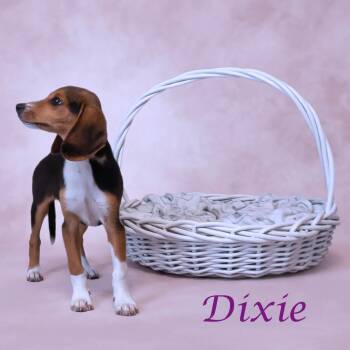 Dixie D26-152 -  Beagle Dog for Adoption in Lebanon, Tennessee - Dixie D26-152 | PetCurious
