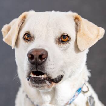 Yellow Labrador Retriever and Mixed Breed Dogs Available for Adoption in Kennebunk, Maine - Felix | PetCurious