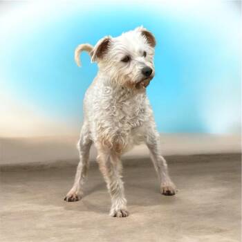 Schnauzer and Poodle Dogs Available for Adoption in Nerstrand, Minnesota - Salty | PetCurious