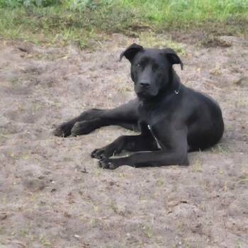 ROWAN (520) -  Hound and Mixed Breed Dog for Adoption in Indiantown, Florida - ROWAN (520) | PetCurious
