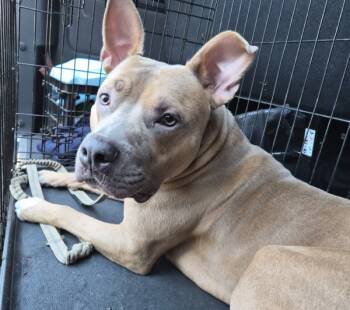 Rescue Mixed Breed Dogs for Adoption in New York, New York - Coopster | PetCurious