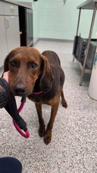 Elvis -  Terrier Dog for Adoption in Athens, Tennessee - Elvis | PetCurious