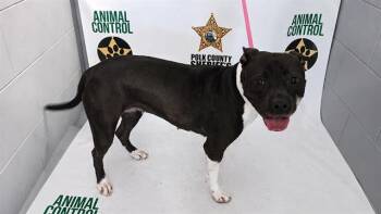 American Bulldog and Mixed Breed Dogs Available for Adoption in Winter Haven, Florida - BUG | PetCurious