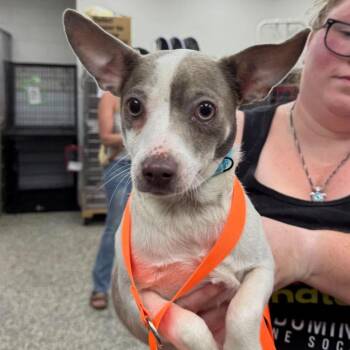 Meatball -  Mixed Breed Dog for Adoption in Fredericksburg, Virginia - Meatball | PetCurious