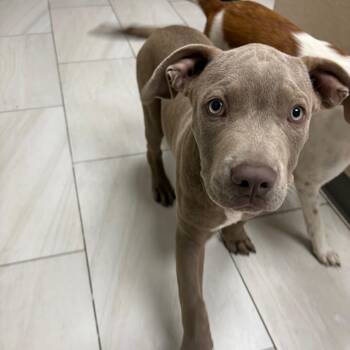 Andrea -  Mastiff Dog for Adoption in Lufkin, Texas - Andrea | PetCurious