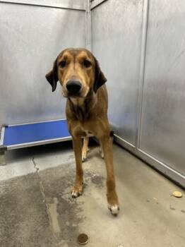 Rescue Rhodesian Ridgeback and Mixed Breed Dogs for Adoption in Fort Worth, Texas - 59576530 | PetCurious