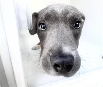 Pit Bull Terrier Dogs Available for Adoption in Houston, Texas - KINGSTON | PetCurious