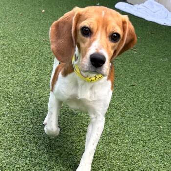 Jill 1160 -  Beagle Dog for Adoption in Loxahatchee Groves, Florida - Jill 1160 | PetCurious