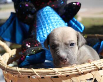 Rescue Mixed Breed Dogs for Adoption in Pflugerville, Texas - Quartz | PetCurious