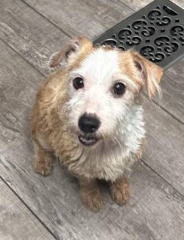 Jack Russell Terrier and Schnauzer Dogs Available for Adoption in New Braunfels, Texas - Polo | PetCurious