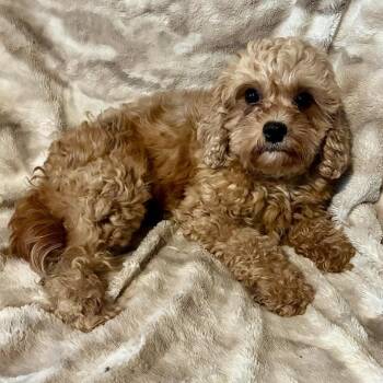 Posie -  Cockapoo Dog for Adoption in Pelham, New Hampshire - Posie | PetCurious