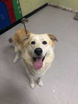 Great Pyrenees and Chow Chow Dogs Available for Adoption in Indianapolis, Indiana - CESAR | PetCurious