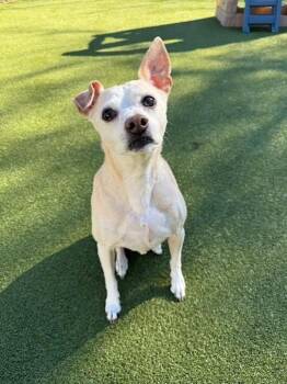 Chihuahua Dogs Available for Adoption in Chesapeake Beach, Maryland - Bo  | PetCurious