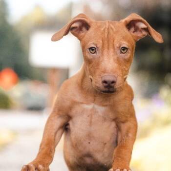 Buttercup -  Mixed Breed Dog for Adoption in Newberg, Oregon - Buttercup | PetCurious