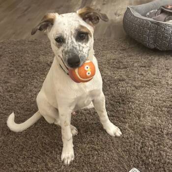 Rescue Cattle Dog Dogs for Adoption in Wadena, Minnesota - Dillon/Pablo | PetCurious