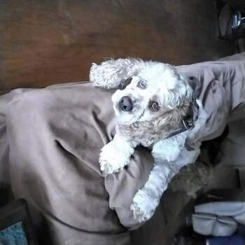 Cocker Spaniel Dogs Available for Adoption in Grove, Oklahoma - Ollie | PetCurious