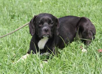 Jack (Photos August 8th 2026) -  Hound Dog for Adoption in Marietta, Ohio - Jack (Photos August 8th 2026) | PetCurious