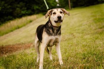 Rescue Labrador Retriever and Husky Dogs for Adoption in Gradyville, Kentucky - Hunter | PetCurious